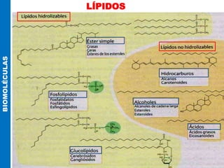 LÍPIDOS
BIOMOLÉCULAS
 