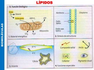 LÍPIDOS
BIOMOLÉCULAS
 
