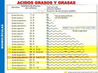 ACIDOS GRASOS Y GRASAS
BIOMOLÉCULAS
 