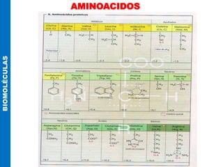 AMINOACIDOS
BIOMOLÉCULAS
 