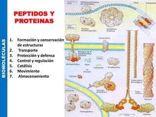 PEPTIDOS Y
PROTEINAS
BIOMOLÉCULAS
1. Formación y conservación
de estructuras
2. Transporte
3. Protección y defensa
4. Control y regulación
5. Catálisis
6. Movimiento
7. Almacenamiento
 