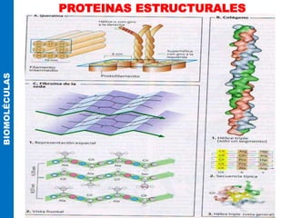 PROTEINAS ESTRUCTURALES
BIOMOLÉCULAS
 