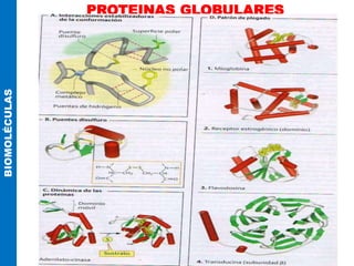 PROTEINAS GLOBULARES
BIOMOLÉCULAS
 