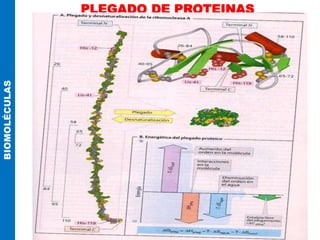PLEGADO DE PROTEINAS
BIOMOLÉCULAS
 