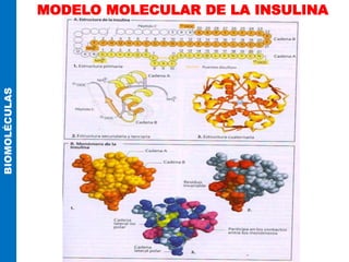 MODELO MOLECULAR DE LA INSULINA
BIOMOLÉCULAS
 