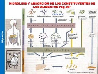 HIDRÓLISIS Y ABSORCIÓN DE LOS CONSTITUYENTES DE
LOS ALIMENTOS Pag 267
Digestión
 