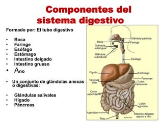 Componentes del
sistema digestivo
Formado por: El tubo digestivo
• Boca
• Faringe
• Esófago
• Estómago
• Intestino delgado
• Intestino grueso
• Ano
• Un conjunto de glándulas anexas
o digestivas:
• Glándulas salivales
• Hígado
• Páncreas
 