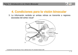 1 - 17
Tema 1: Introducción a la Visión Binocular
4. Condiciones para la visión binocular
3: La información recibida en ambas retinas se transmite a regiones
asociadas del córtex visual1
Semidecusación
quiasmática
1Fundamentos de visión Binocular. Pons A. Martínez-Verdú, FM. Universitat d’Alacant. 2004.
 