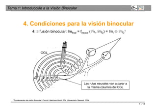 1 - 18
Tema 1: Introducción a la Visión Binocular
4. Condiciones para la visión binocular
4:  fusión binocular: Imfinal = fneural (ImI, ImD) = ImI  ImD
1
Las rutas neurales van a parar a
la misma columna del CGL
1Fundamentos de visión Binocular. Pons A. Martínez-Verdú, FM. Universitat d’Alacant. 2004.
 