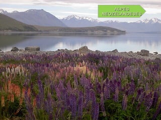 ALPESALPES
NEOZELANDESESNEOZELANDESES
 