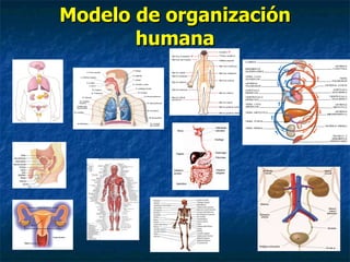 Tema 1 org. cuerpo humano