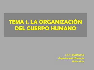 TEMA 1. LA ORGANIZACIÓN DEL CUERPO HUMANO I.E.S. MURIEDAS Departamento Biología Belén Ruiz 