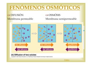 FENÓMENOS OSMÓTICOS 
DIFUSIÓN 
Membrana permeable 
OSMÓSIS 
Membrana semipermeable 
Vídeo 
 