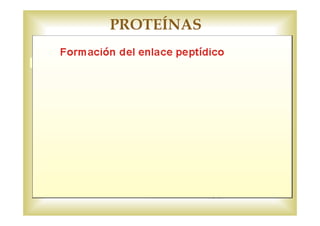 Son polímeros formados por la unión de subunidades llamadas aminoácidos. 
ESTRUCTURA DE UN AMINOÁCIDO FORMACIÓN DEL ENLACE PEPTÍDICO 
H 
N C COOH 
2 
O 
H 
H2N C 
O 
H2N C C 
N C COOH 
Enlace peptídico DIPÉPTIDO 
Grupo amino 
H 
H2N C COOH 
R 
Grupo de 
cadena lateral 
Átomo de 
carbono a 
Grupo amino R 
H 
H 
H 
R 
O R 
H 
H 
Grupo 
carboxilo 
Péptido: cadena corta de aminoácidos. 
Proteína: cadena formada por uno o 
varios polipéptidos. 
Grupo 
carboxilo 
C 
H 
R 
OH 
+ 
PROTEÍNAS 
 