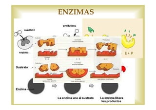 ENZIMAS 
Características 
Son proteínas 
F(x) Biocatalizadores bgcos 
Estructura 3D 
Activación 
↑Velocidad reacciones 
metabólicas 
Enzima 
Ej: Maltosa glc+glc 
Aspecto globular 
Zona en superficie= Centro Activo( donde se une el soluto 
E 
S1+CAEZ [E-S] S2 
Enzima 
Sacarosa +E [E-Sacarosa] 
E 
glc+fru 
H2O 
 