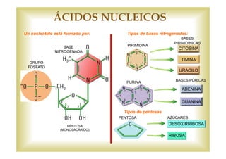 Tipos de bases nitrogenadas: 
BASE CITOSINA 
TIMINA 
URACILO 
ADENINA 
GUANINA 
NITROGENADA 
GRUPO 
FOSFATO 
PENTOSA 
(MONOSACÁRIDO) 
PIRIMIDINA 
PURINA 
BASES 
PIRIMIDÍNICAS 
BASES PÚRICAS 
Un nucleótido está formado por: 
Tipos de pentosas 
PENTOSA AZÚCARES 
DESOXIRRIBOSA 
RIBOSA 
ÁCIDOS NUCLEICOS 
 