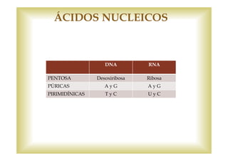 ÁCIDOS NUCLEICOS 
DNA RNA 
PENTOSA Desoxiribosa Ribosa 
PÚRICAS A y G A y G 
PIRIMIDÍNICAS T y C U y C 
 