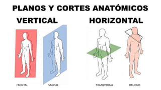 TEMA #1 PRINCIPIOS Y REGULARIDADES DE ANATOMÍA.pptx