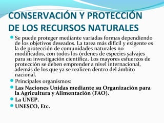 CONSERVACIÓN Y PROTECCIÓN
DE LOS RECURSOS NATURALES
Se puede proteger mediante variadas formas dependiendo
de los objetivos deseados. La tarea más difícil y exigente es
la de protección de comunidades naturales no
modificados, con todos los órdenes de especies salvajes
para su investigación científica. Los mayores esfuerzos de
protección se deben emprender a nivel internacional,
además de los que ya se realicen dentro del ámbito
nacional.
Principales organismos:
Las Naciones Unidas mediante su Organización para
la Agricultura y Alimentación (FAO).
La UNEP.
UNESCO, Etc.
 