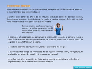 Prof. Jennsireé Medina
Se relaciona directamente con la vida emocional de la persona y la formación de memoria.
El sistema límbico esta conformado por:
El tálamo: es un centro de enlace de los impulsos sensitivos, donde las células nerviosas,
denominadas neuronas, llevan información desde la medula y parte inferior del encéfalo
hasta otras neuronas de la parte sensitiva del cerebro.
Ejemplo: estudias toda la semana para un
examen y al calificarlos apruebas con 20
puntos. ¿Qué sensación experimentas en
esta situación?
El tálamo es el responsable de comunicar la información sensorial al cerebro, regula y
controla las manifestaciones que realizamos de nuestras emociones, como el miedo, la
sorpresa, el asco, la tristeza, y la alegría.
El cerebelo: coordina los movimientos, reflejos y equilibrio del cuerpo.
El bulbo raquídeo: dirige las actividades de los órganos internos como, por ejemplo, la
respiración, los latidos del corazón y la temperatura corporal.
La médula espinal es un cordón nervioso que se conecta al encéfalo y se extiende a lo
largo del cuerpo por el interior de la columna vertebral.
 
