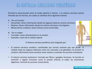 Prof. Jennsireé Medina
Permite la comunicación entre el medio externo e interno y el sistema nervioso central
formado por los nervios, los cuales se clasifican de la siguiente manera:
A. Por su Función:
• Sensoriales: llevan información desde los órganos hasta los centros nerviosos.
• Motores: llevan información desde los centros nerviosos a los órganos.
• Mixtos tienen cordones, tanto motores como sensoriales.
B. Por su origen:
• Craneales: nacen directamente en el cerebro
• Espinales: nacen de la medula espinal
El Sistema nervioso periférico esta integrado por:
• El sistema nervioso somático: constituidos por nervios motores que van desde la
medula hasta los órganos efectores como los músculos y las glándulas. Su función es
conducir información tanto sensitiva como motora y controlar las acciones voluntarias.
• El sistema nervioso autónomo: Formado por fibras y ganglios nerviosos. Su función es
controlar y regular funciones como la presión arterial, el sudor, las secreciones
digestivas. Contrala las acciones involuntarias.
 