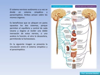 Prof. Jennsireé Medina
El sistema nervioso autónomo a su vez se
divide en sistema simpático y
parasimpático. Ambos actúan sobre los
mismos órganos.
Es beneficioso que se ubiquen en pares
opuestos los dos sistemas, porque
permiten el equilibrio y control de cada
víscera y órgano al recibir una doble
inervación de estos nervios, si uno
acelera la función, el otro lo desacelera,
permitiendo la homeostasis.
En la siguiente imagen se presenta la
vinculación entre el sistema simpático y
el parasimpático.
 