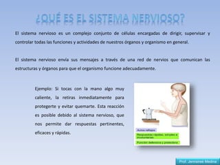 El sistema nervioso es un complejo conjunto de células encargadas de dirigir, supervisar y
controlar todas las funciones y actividades de nuestros órganos y organismo en general.
El sistema nervioso envía sus mensajes a través de una red de nervios que comunican las
estructuras y órganos para que el organismo funcione adecuadamente.
Ejemplo: Si tocas con la mano algo muy
caliente, la retiras inmediatamente para
protegerte y evitar quemarte. Esta reacción
es posible debido al sistema nervioso, que
nos permite dar respuestas pertinentes,
eficaces y rápidas.
Prof. Jennsireé Medina
 