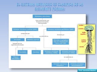 Prof. Jennsireé Medina
 