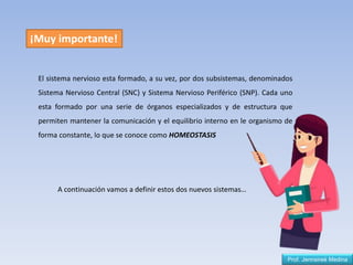 Prof. Jennsireé Medina
El sistema nervioso esta formado, a su vez, por dos subsistemas, denominados
Sistema Nervioso Central (SNC) y Sistema Nervioso Periférico (SNP). Cada uno
esta formado por una serie de órganos especializados y de estructura que
permiten mantener la comunicación y el equilibrio interno en le organismo de
forma constante, lo que se conoce como HOMEOSTASIS
¡Muy importante!
A continuación vamos a definir estos dos nuevos sistemas…
 