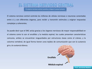 Prof. Jennsireé Medina
El sistema nervioso central controla los millones de células nerviosas o neuronas conectadas
entre si y con diferentes órganos, para recibir y transmitir estímulos y originar respuestas
complejas y coherentes.
Se puede decir que el SNC actúa gracias a los órganos nerviosos de mayor responsabilidad en
el sistema como lo son el encéfalo y la medula espinal, los cuales presentan características
comunes, ambos se encuentran resguardados por estructuras óseas como el cráneo, y la
columna vertebral, de igual forma tienen unos tejidos de comunicación que son la sustancia
gris y la sustancia blanca.
El sistema nervioso central coordina y dirige el cuerpo humano
Encéfalo
Médula espinal
 