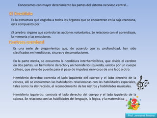 Prof. Jennsireé Medina
Es la estructura que engloba a todos los órganos que se encuentran en la caja craneana,
esta compuesto por:
El cerebro: órgano que controla las acciones voluntarias. Se relaciona con el aprendizaje,
la memoria y las emociones.
Conozcamos con mayor detenimiento las partes del sistema nervioso central…
Es una serie de plegamientos que, de acuerdo con su profundidad, han sido
clasificados en hendiduras, cisuras y circunvoluciones.
En la parte media, se encuentra la hendidura interhemisférica, que divide el cerebro
en dos partes, un hemisferio derecho y un hemisferio izquierdo, unidos por un cuerpo
calloso, que sirve de puente para el paso de impulsos nerviosos de una lado a otro.
Hemisferio derecho: controla el lado izquierdo del cuerpo y el lado derecho de la
cabeza, allí se encuentran las habilidades relacionadas con las habilidades espaciales,
tales como: la abstracción, el reconocimiento de los rostros y habilidades musicales.
Hemisferio izquierdo: controla el lado derecho del cuerpo y el lado izquierdo de la
cabeza. Se relaciona con las habilidades del lenguaje, la lógica, y la matemática
 