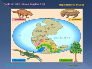 Reptil terrestre triásico (longitud 3 m)   Reptil terrestre triásico




 Réptil de agua dulce                              Helechos
 