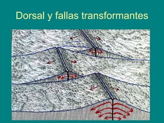 Dorsal y fallas transformantes
 