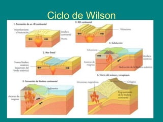 Ciclo de Wilson
 