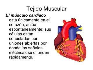 El músculo cardiaco   está únicamente en el corazón, actúa espontáneamente; sus células están conectadas por uniones abiertas por donde las señales eléctricas se difunden rápidamente. Tejido Muscular 