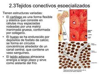 2.3Tejidos conectivos especializados Tienen estructuras variadas: El  cartílago  es una forma flexible y elástica que consiste en células muy espaciadas rodeadas por una matriz inanimada gruesa, conformada por colágeno. El  hueso  se ha endurecido por depósitos de fosfato de calcio; se forma en círculos concéntricos alrededor de un canal central, que contiene un vaso sanguíneo. El  tejido adiposo  almacena energía a largo plazo y sirve como aislante del frío. 