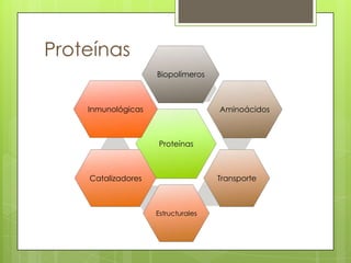 Proteínas
                    Biopolímeros



    Inmunológicas                   Aminoácidos



                    Proteínas



    Catalizadores                   Transporte



                    Estructurales
 