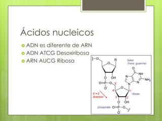 Ácidos nucleicos
 ADN es diferente de ARN
 ADN ATCG Desoxiribosa
 ARN AUCG Ribosa
 