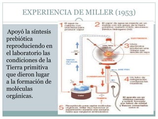 EXPERIENCIA DE MILLER (1953)
Apoyó la síntesis
prebiótica
reproduciendo en
el laboratorio las
condiciones de la
Tierra primitiva
que dieron lugar
a la formación de
moléculas
orgánicas.

 