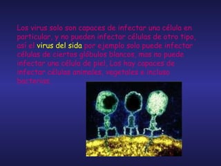 Los virus solo son capaces de infectar una célula en particular, y no pueden infectar células de otro tipo, así el  virus del sida  por ejemplo solo puede infectar células de ciertos glóbulos blancos, mas no puede infectar una célula de piel, Los hay capaces de infectar células animales, vegetales e incluso bacterias.  