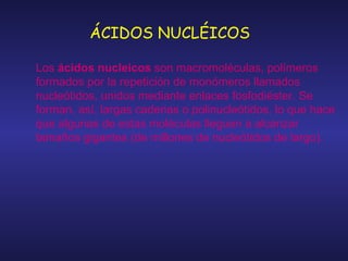 Los  ácidos nucleicos  son macromoléculas, polímeros formados por la repetición de monómeros llamados nucleótidos, unidos mediante enlaces fosfodiéster. Se forman, así, largas cadenas o polinucleótidos, lo que hace que algunas de estas moléculas lleguen a alcanzar tamaños gigantes (de millones de nucleótidos de largo). ÁCIDOS NUCLÉICOS 
