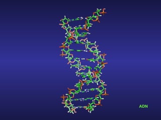 ADN   