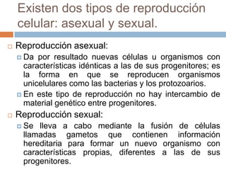 Existen dos tipos de reproducción celular: asexual y sexual.Reproducción asexual:Da por resultado nuevas células u organismos con características idénticas a las de sus progenitores; es la forma en que se reproducen organismos unicelulares como las bacterias y los protozoarios. En este tipo de reproducción no hay intercambio de material genético entre progenitores. Reproducción sexual: Se lleva a cabo mediante la fusión de células llamadas gametos que contienen información hereditaria para formar un nuevo organismo con características propias, diferentes a las de sus progenitores.