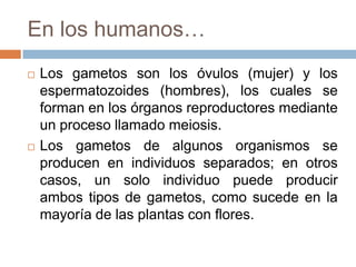 En los humanos…Los gametos son los óvulos (mujer) y los espermatozoides (hombres), los cuales se forman en los órganos reproductores mediante un proceso llamado meiosis.Los gametos de algunos organismos se producen en individuos separados; en otros casos, un solo individuo puede producir ambos tipos de gametos, como sucede en la mayoría de las plantas con flores.