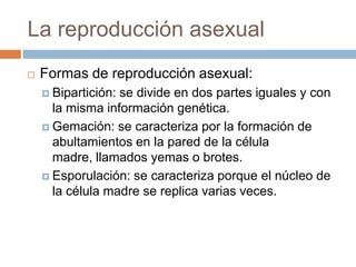 La reproducción asexualFormas de reproducción asexual:Bipartición: se divide en dos partes iguales y con la misma información genética.Gemación: se caracteriza por la formación de abultamientos en la pared de la célula madre, llamados yemas o brotes. Esporulación: se caracteriza porque el núcleo de la célula madre se replica varias veces.