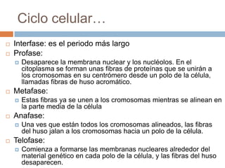 Ciclo celular…Interfase: es el periodo más largo Profase: Desaparece la membrana nuclear y los nucléolos. En el citoplasma se forman unas fibras de proteínas que se unirán a los cromosomas en su centrómero desde un polo de la célula, llamadas fibras de huso acromático.Metafase:Estas fibras ya se unen a los cromosomas mientras se alinean en la parte media de la célulaAnafase:Una ves que están todos los cromosomas alineados, las fibras del huso jalan a los cromosomas hacia un polo de la célula.Telofase: Comienza a formarse las membranas nucleares alrededor del material genético en cada polo de la célula, y las fibras del huso desaparecen.