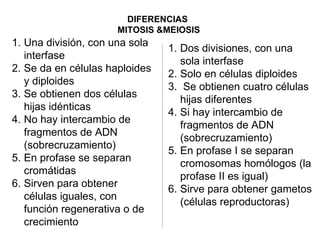 DIFERENCIAS  MITOSIS &MEIOSIS Una división, con una sola interfase Se da en células haploides y diploides Se obtienen dos células hijas idénticas No hay intercambio de fragmentos de ADN (sobrecruzamiento) En profase se separan cromátidas Sirven para obtener células iguales, con función regenerativa o de crecimiento Dos divisiones, con una sola interfase Solo en células diploides Se obtienen cuatro células hijas diferentes Si hay intercambio de fragmentos de ADN (sobrecruzamiento) En profase I se separan cromosomas homólogos (la profase II es igual) Sirve para obtener gametos (células reproductoras) 