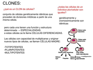 CLONES: ¿qué es un CLON de células? conjunto de células genéticamente idénticas que proceden de divisiones mitóticas a partir de una misma célula. ¿todas las células de un individuo pluricelular son iguales? pero cada una tienen una función y estructura determinada -> ESPECIALIZADAS,  a estas células se le llama CELULAS DIFERENCIADAS. Las células con capacidad de multiplicarse y originar nuevos tipos de células, se llaman CÉLULAS MADRE: TOTIPOTENTES PLURIPOTENTES MULTIPOTENTES genéticamente y cromosómicamente son idénticas o multipotentes 