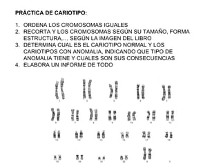 PRÁCTICA DE CARIOTIPO: ORDENA LOS CROMOSOMAS IGUALES  RECORTA Y LOS CROMOSOMAS SEGÚN SU TAMAÑO, FORMA ESTRUCTURA,… SEGÚN LA IMAGEN DEL LIBRO  DETERMINA CUAL ES EL CARIOTIPO NORMAL Y LOS CARIOTIPOS CON ANOMALIA, INDICANDO QUE TIPO DE ANOMALIA TIENE Y CUALES SON SUS CONSECUENCIAS ELABORA UN INFORME DE TODO 