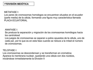 METAFASE I: Los pares de cromosomas homologos se encuentran situados en el ecuador (parte media) de la célula, formando una figura muy característica llamada PLACA ECUATORIAL ANAFASE I: Se produce la separación y migración de los cromosomas homólogos hacia los centriolosd Los juegos de cromosomas se separan a polos opuestos de la célula, uno de cada par, por lo que es en esta fase cuando se reduce a la mitad el número de cromosomas. TELOFASE I: Los cromosomas se descondensan y se transforman en cromatina;  Aparece la membrana nuclear, quedando una célula con dos núcleos, iniciándose inmediatamente la División II 1ªDIVISIÓN   MEIÓTICA 